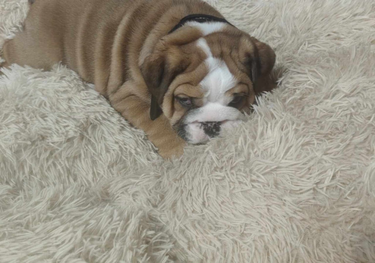 Kado alt.animals.promo #16