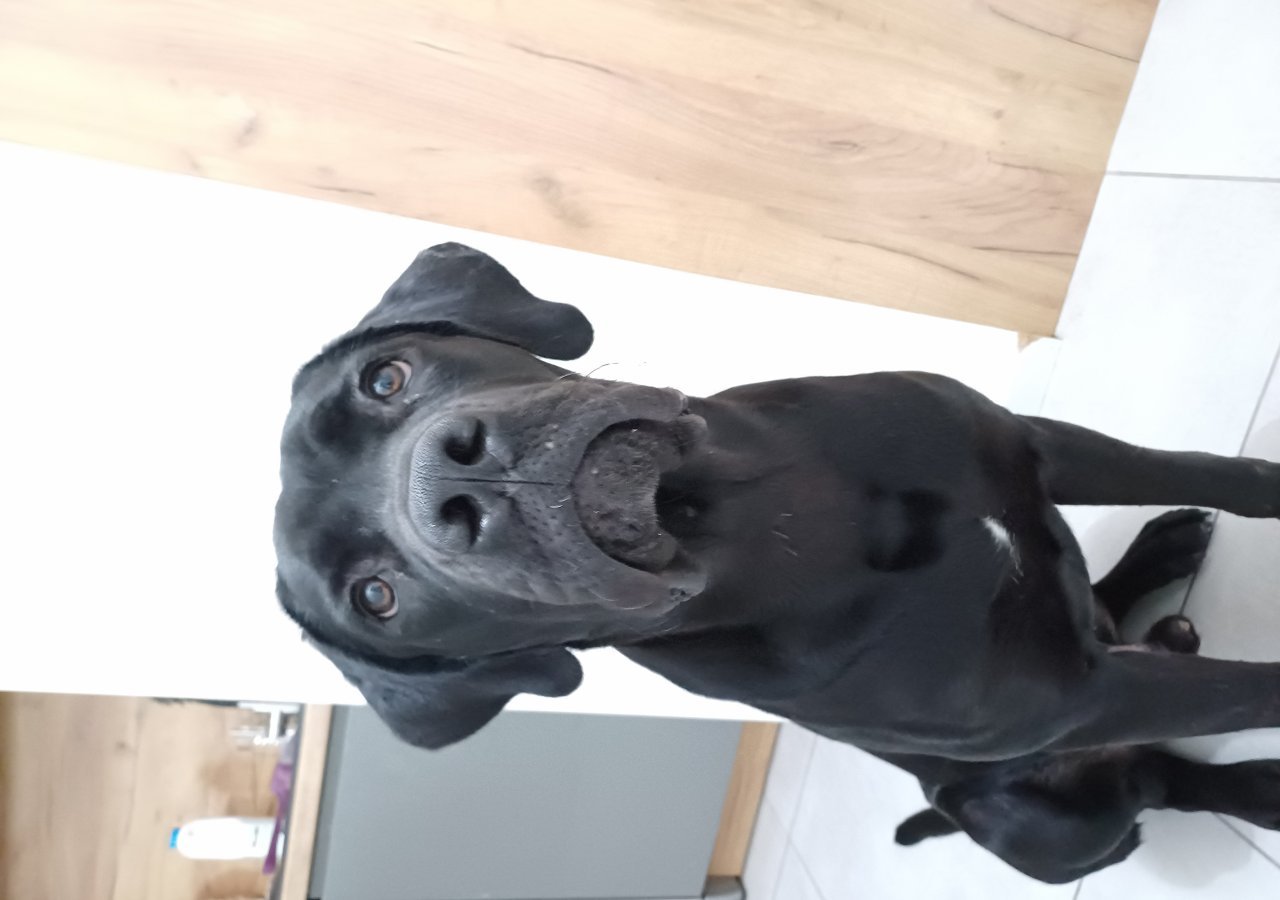 Astor - Pet logo – WORLDPETNET #17