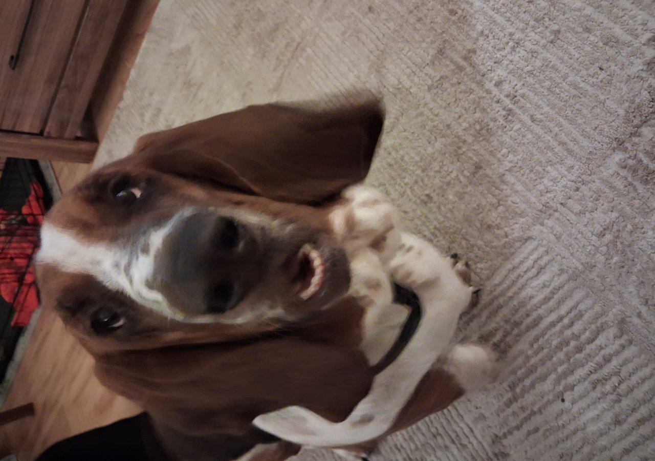 Cortizo alt.animals.promo #16