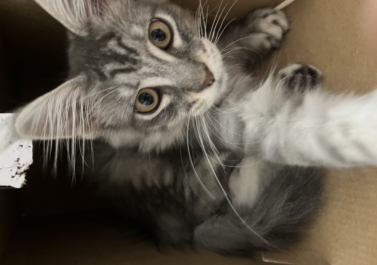 Jager alt.animals.promo #16