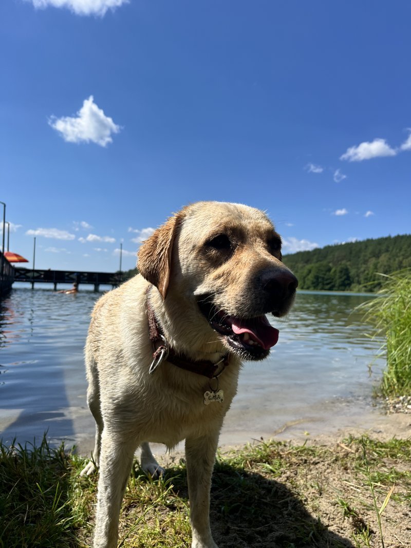 Gaja - Pet logo &ndash; WORLDPETNET #17