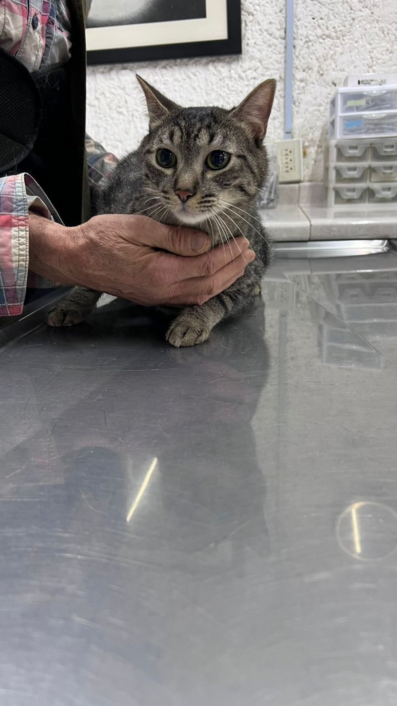 BUHO alt.animals.promo #16