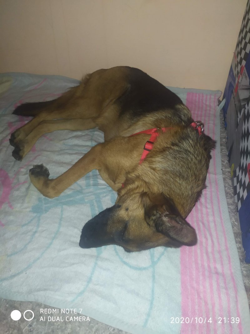 Kora - Pet logo &ndash; WORLDPETNET #17