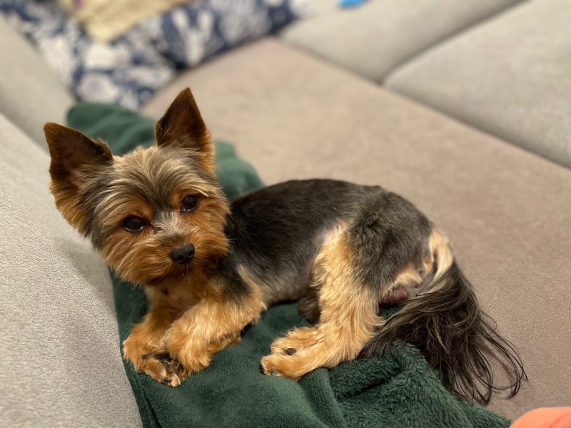 Cosmo alt.animals.promo #16