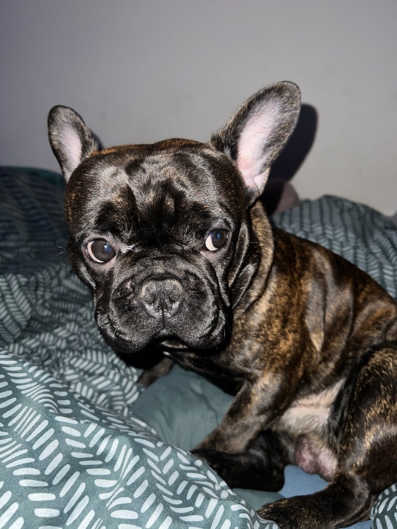 Roki - Pet logo – WORLDPETNET #17