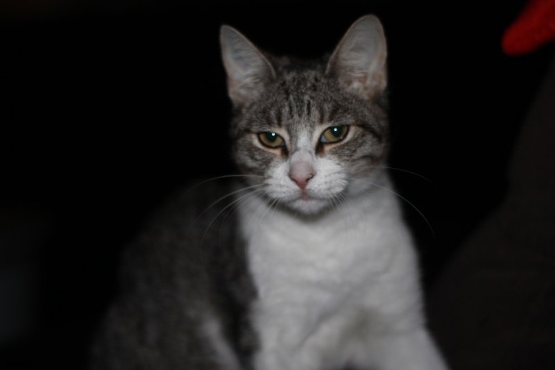 ZOSIA - Pet logo – WORLDPETNET #17