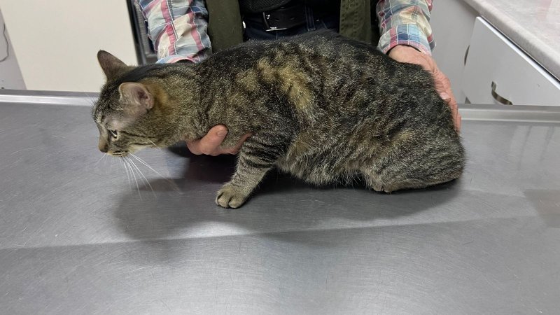 BUHO - Pet logo &ndash; WORLDPETNET #17