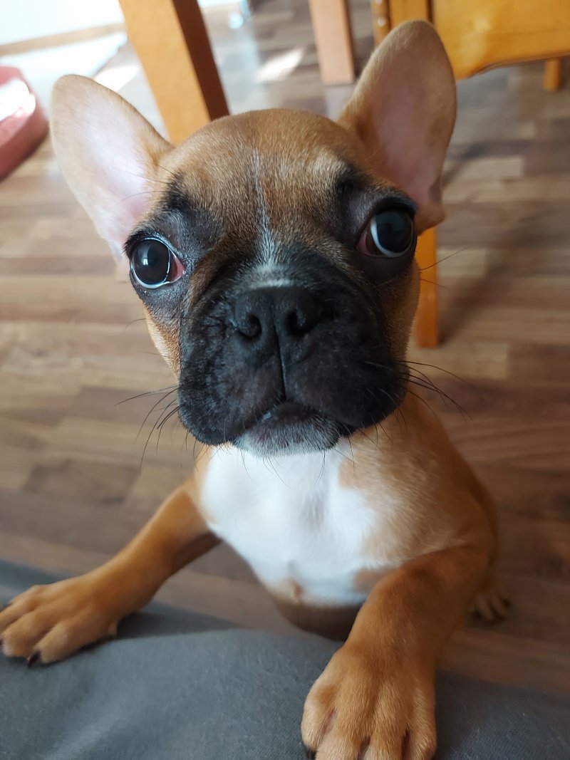 Luna alt.animals.promo #16