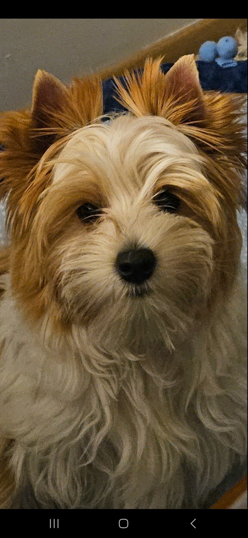 Nelson - Pet logo &ndash; WORLDPETNET #17