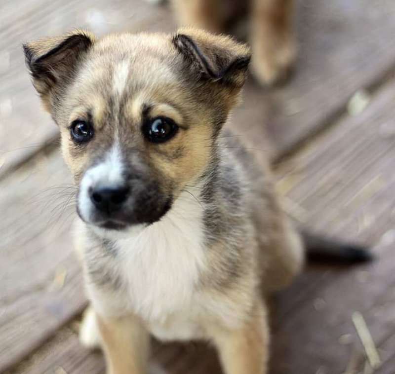 Pinia alt.animals.promo #16