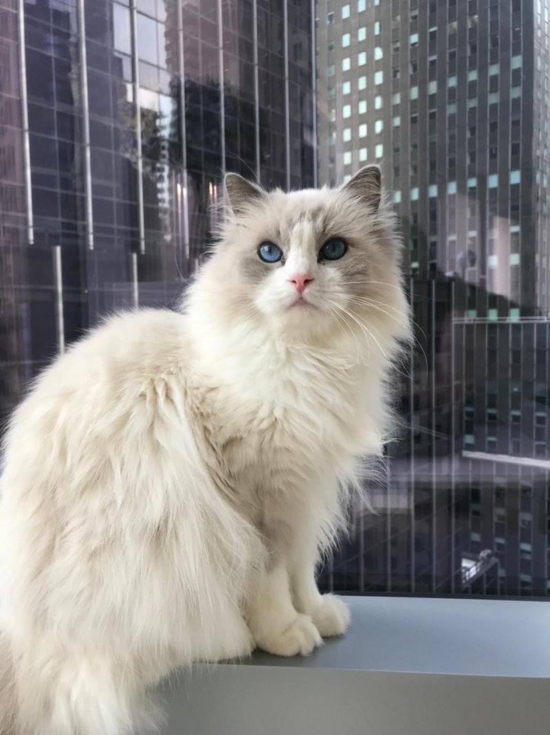 BETTINA - Pet logo &ndash; WORLDPETNET #17