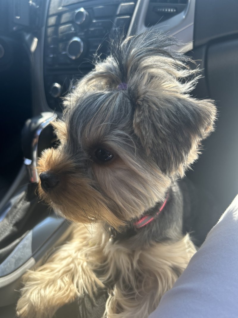 Chili - Pet logo – WORLDPETNET #17