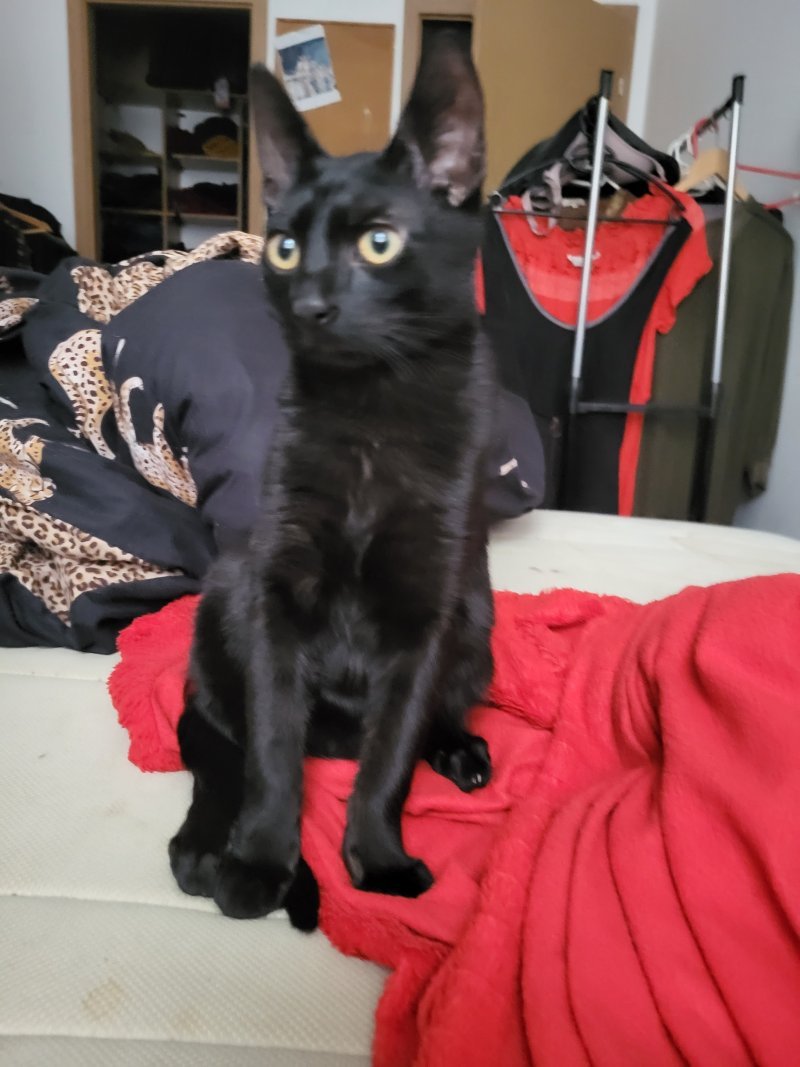 Leon alt.animals.promo #16