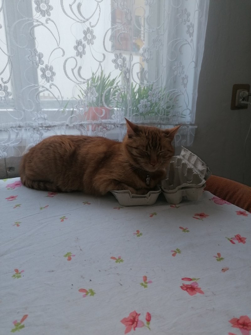 Budzik - Pet logo &ndash; WORLDPETNET #17