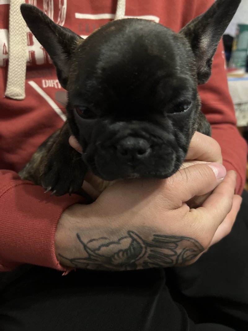 Roki - Pet logo – WORLDPETNET #18