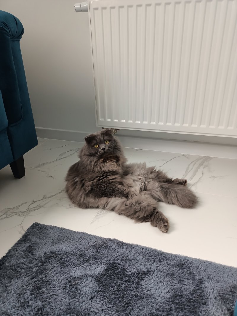 Leon alt.animals.promo #16