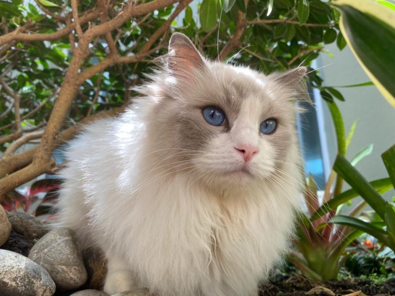 BETTINA - Pet logo &ndash; WORLDPETNET #18