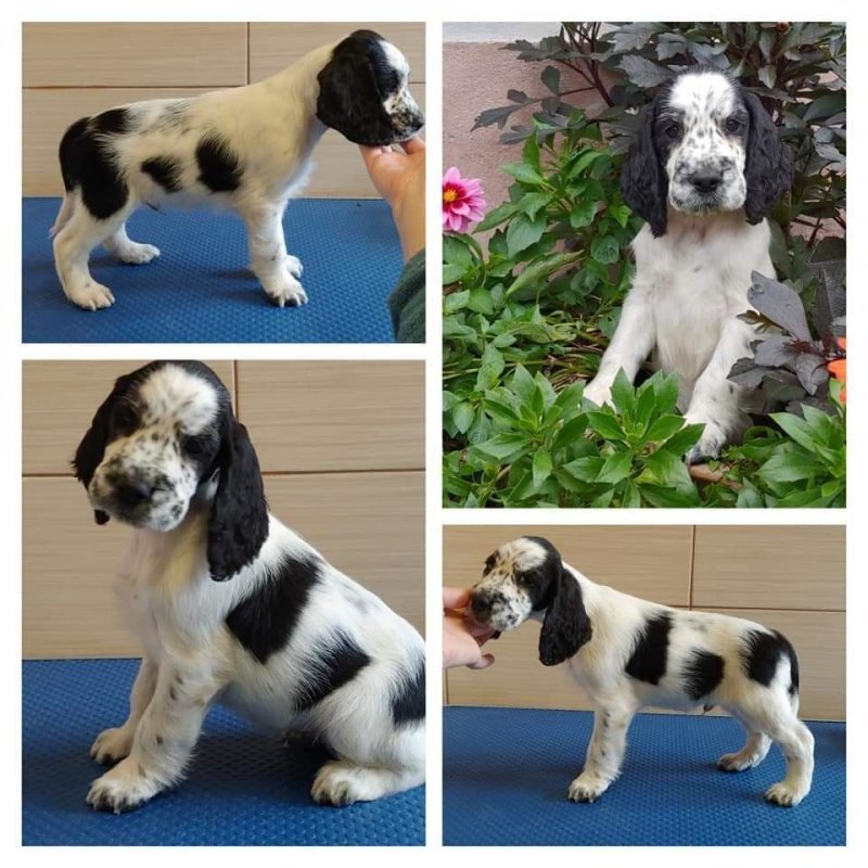 Skowronek z Leśnej Gromady - Pet logo &ndash; WORLDPETNET #18