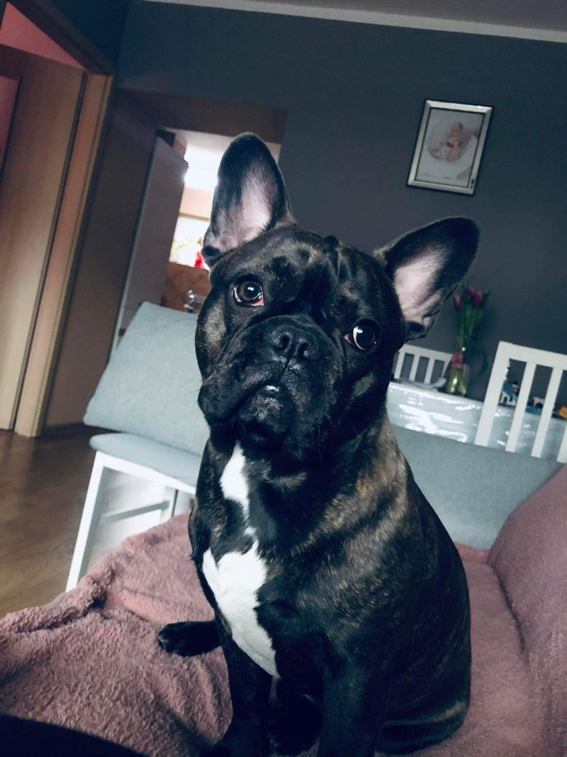 Chester alt.animals.promo #16