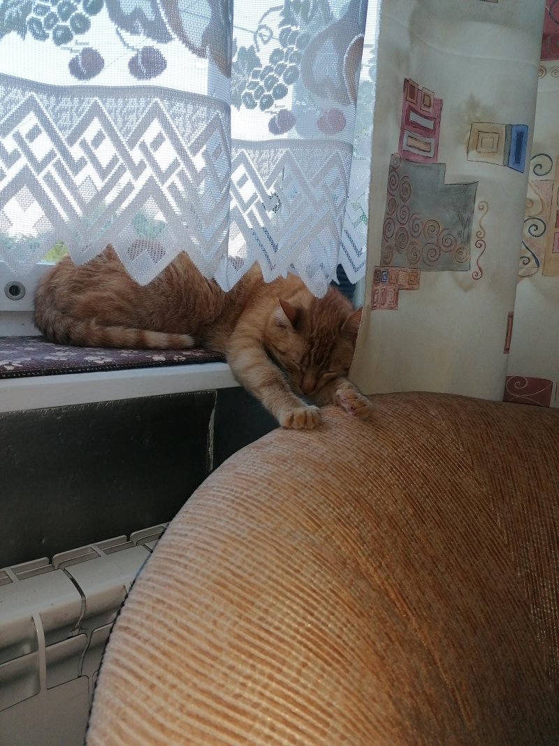 Budzik alt.animals.promo #16