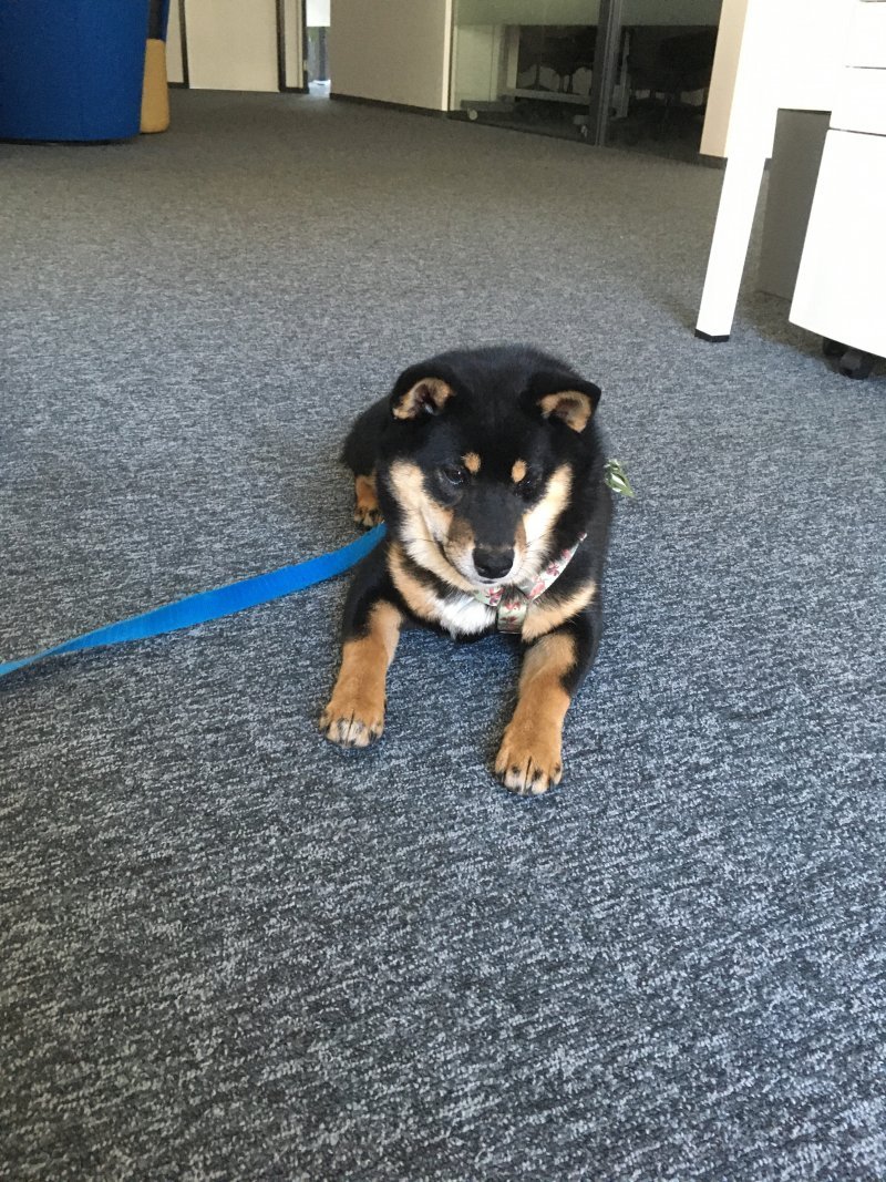 Tajga - Pet logo &ndash; WORLDPETNET #17