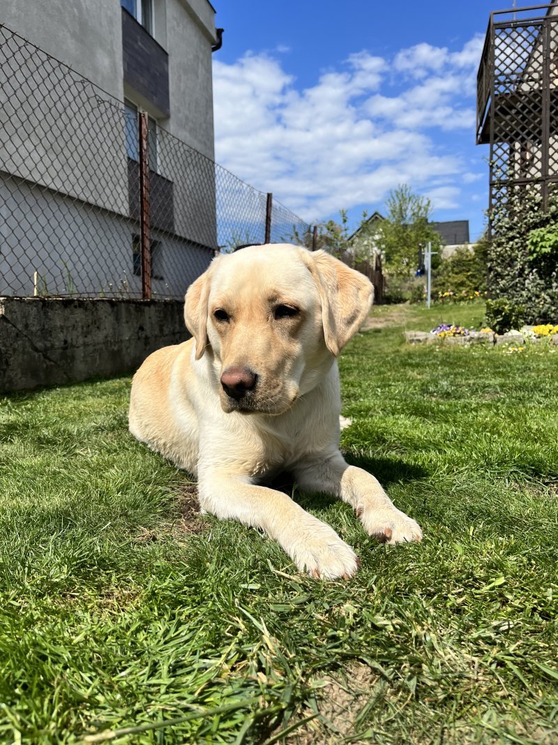 Gaja alt.animals.promo #16