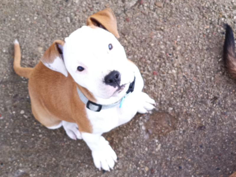 Kira - Pet logo – WORLDPETNET #17