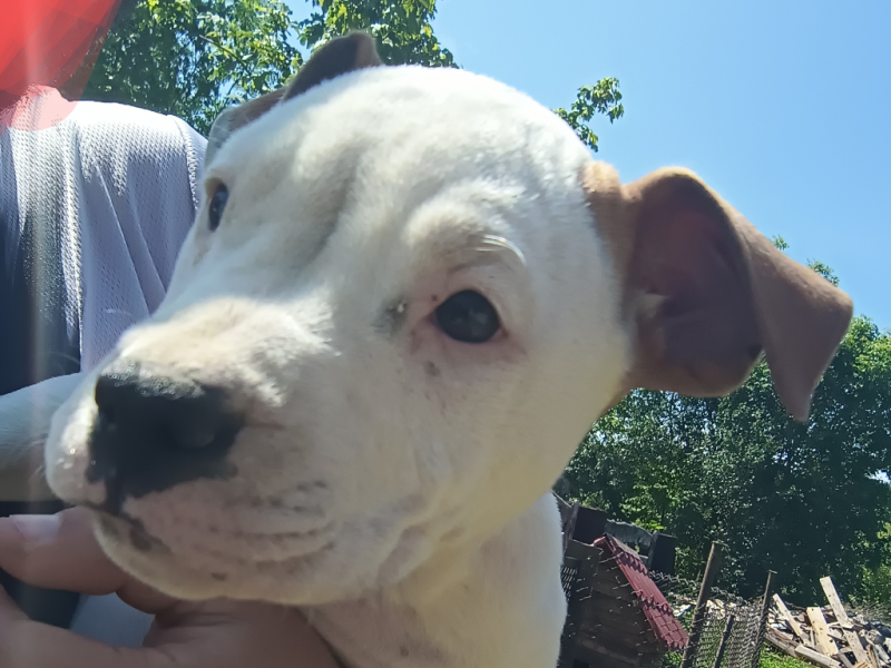 Kira - Pet logo – WORLDPETNET #18
