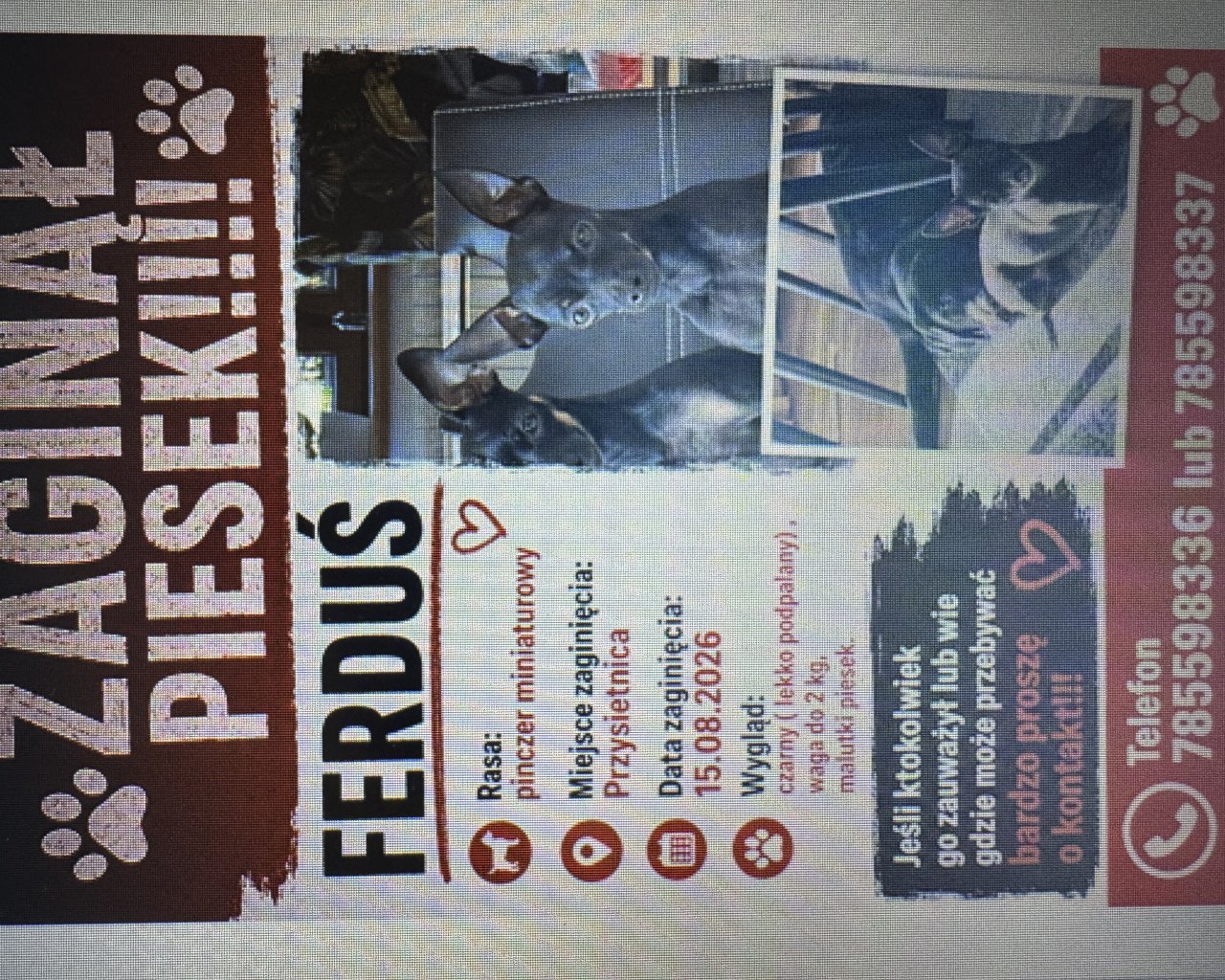 FERDUŚ Imagen del animal perdido #11