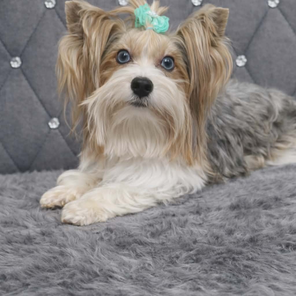 MES (LOUIS) SWEETY - Sire logo &ndash; WORLDPETNET #11