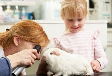 Benefits of registering your pet in WORLDPETNET