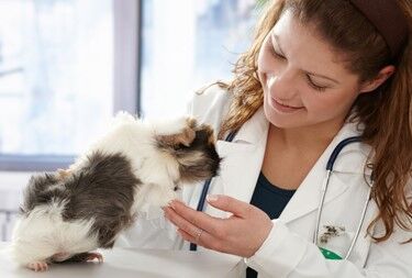 Benefits of registering your pet in WORLDPETNET