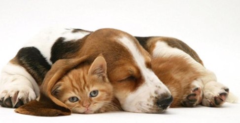 Cat and dog together WORLDPETNET