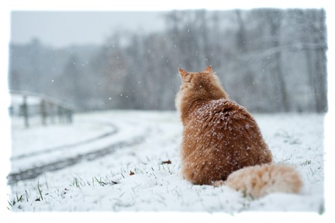 Koty zimą - WORLDPETNET