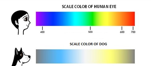 Facts and myths about dogs and cats scale of human and dog view - worldpetnet