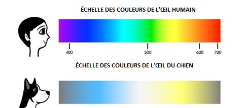 Faits et mythes sur les chiens et les chats - worldpetnet