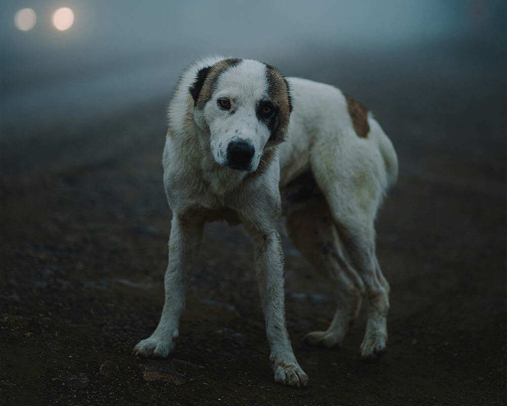 Zaginiony pies kot LOST cat dog