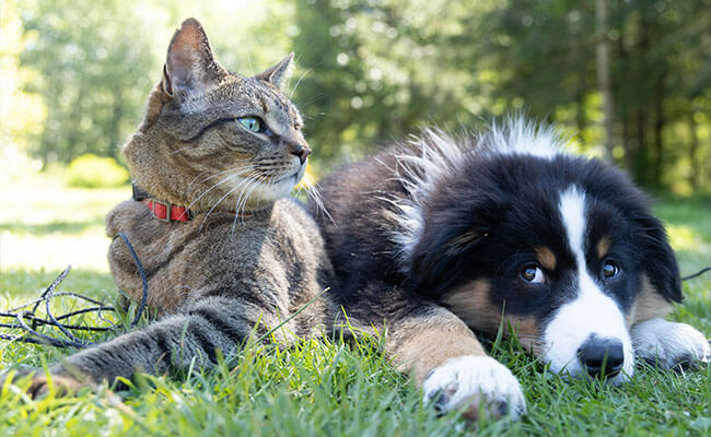 Cat and dog together WORLDPETNET
