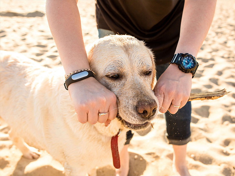 dog playing on the beach