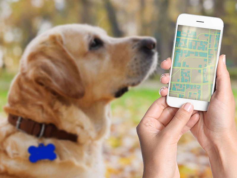 dog with GPS locator