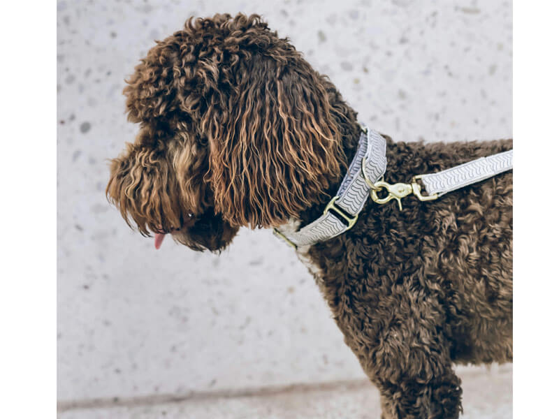 Collar para perros - Cómo elegir y ajustar el modelo adecuado