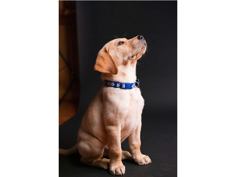 Dog Collar - How to Choose and Fit the Right Model - 1