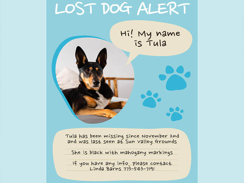 missing dog poster