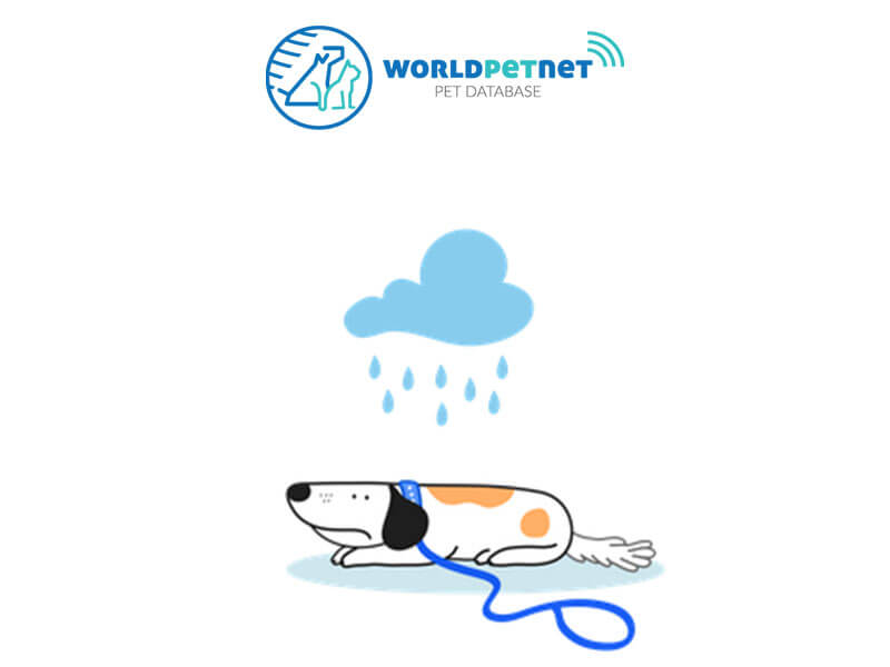 LOST DOG zagubiony pies kot poszukiwany