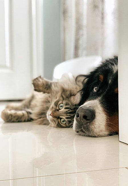 Cat and dog together WORLDPETNET