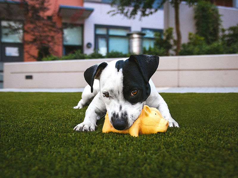 área de recreo para perros