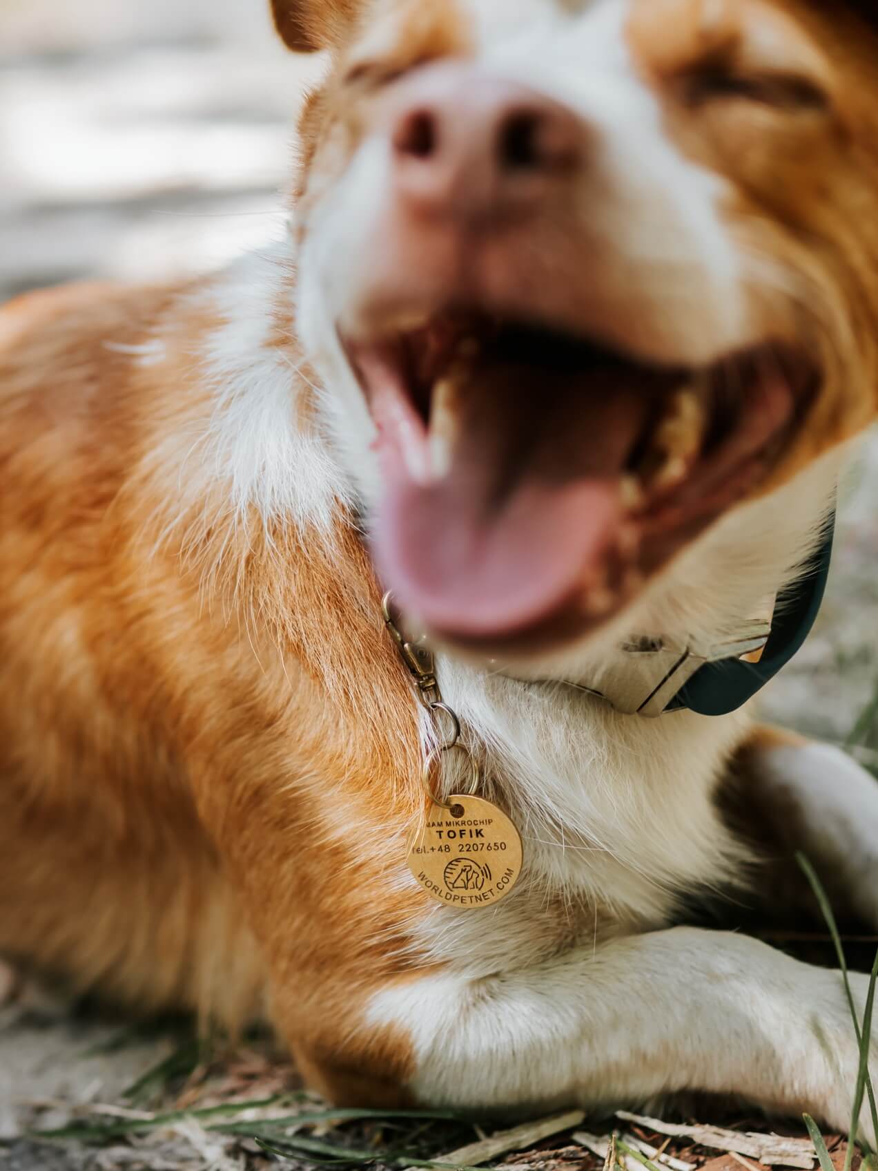 A pendant with a QR code for animals